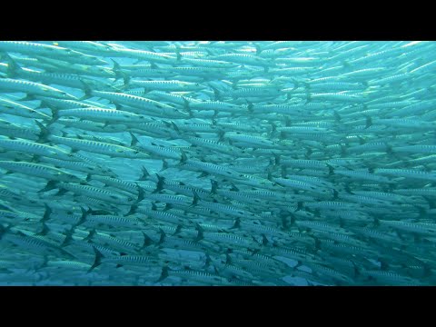 Great Barracuda Shoal in Thailand| Koh Tachai The Dome Dive Site | liveaboard trip| 4K underwater