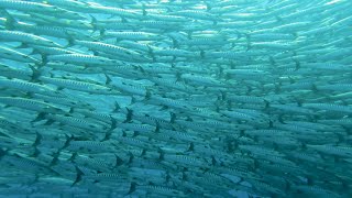 Great Barracuda Shoal In Thailand Koh Tachai The Dome Dive Site Liveaboard Trip 4K Underwater