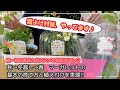 【続・この秋ガーデニング始める人必見♪】初心者さんにおススメのお花はコレ♡その2　ボンザマーガレット＆PWのマーガレット　秋→冬越し→春　基本の育て方＆植え付け!!【冬越し対策の霜よけも実演】