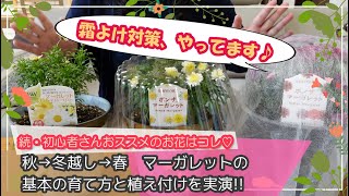 【続・この秋ガーデニング始める人必見♪】初心者さんにおススメのお花はコレ♡その2　ボンザマーガレット＆PWのマーガレット　秋→冬越し→春　基本の育て方＆植え付け!!【冬越し対策の霜よけも実演】