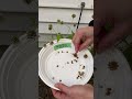 How to harvest Wingstem (Verbesina alternifolia) seeds