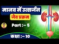 जैव प्रक्रम विज्ञान CH : 6 | मानव एवं पादप में उत्सर्जन | वृक्क, नेफ्रॉन की संरचना | Seibei Classes