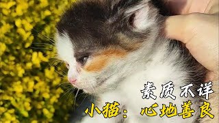 雖然小貓沒有媽媽了，但是小姐姐的言語中充滿了媽媽O(∩_∩)O