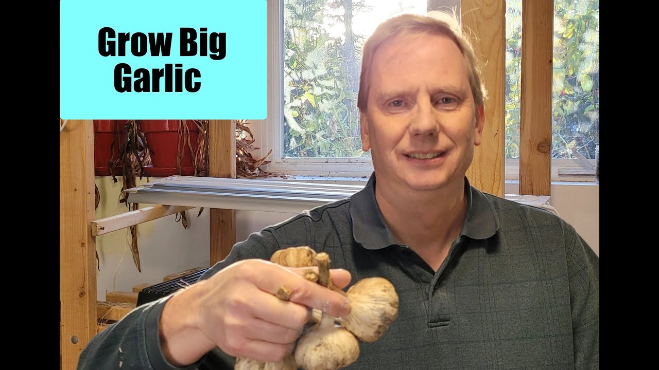 Planting Garlic For 2023 Zone 5 YouTube