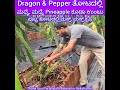 Seven Cents small Garden ನಲ್ಲಿ ಎಷ್ಟೆಲ್ಲಾ Crop ಉಂಟು! Agriculture land of Seven ಸೆಂಟ್ಸ್ in Parampalli