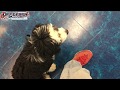 Little Cute 5 Month Old Bernedoodle Being a Rockstar! | Best Dog Trainers Georgia Little Cute 5 Month Old Bernedoodle Being a Rockstar! | Best Dog Trainers Georgia
