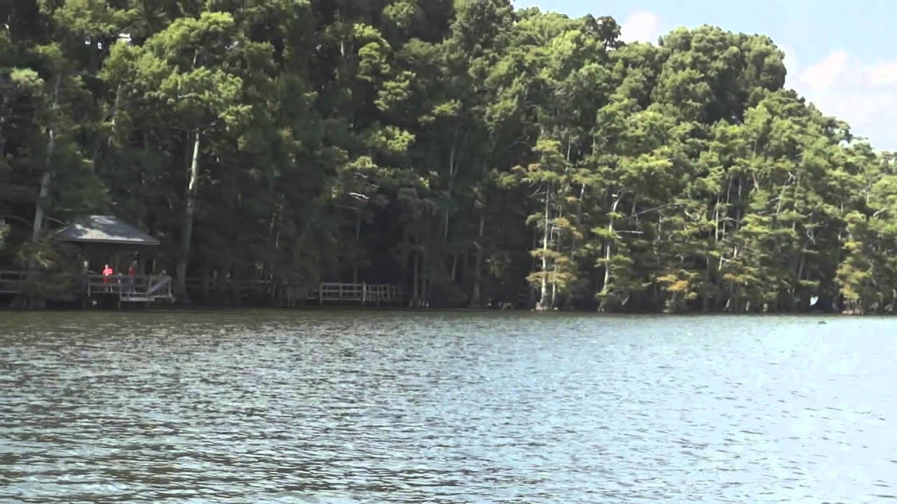 Reelfoot Lake Boat Tour YouTube