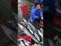 Crazy fresh fishing! So beautiful wild fishes! 粉鳥林漁港 定置漁場 #fishing #freshseafood 0 MP4 3 05 30 2025
