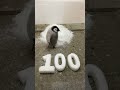 100日齢を迎えました！　#shorts