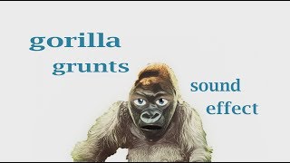 How A Gorilla Grunts Sound Effect Animation