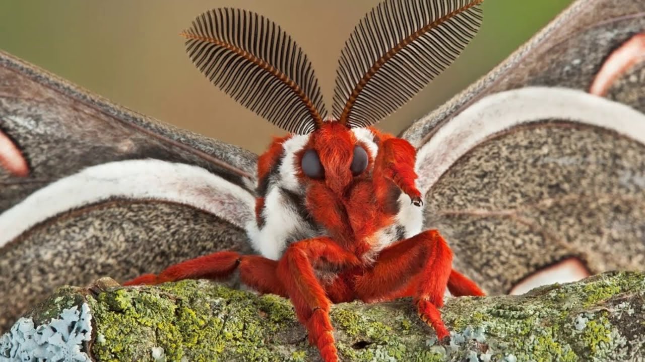 Difference Between Butterfly Vs Moth A comparative Study with Life