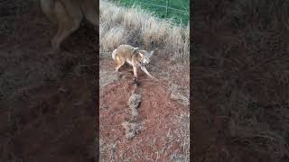 June 17, 2026 #wildlife Trapping Oklahoma Coyote