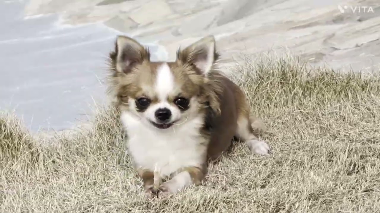 おやつスティックをカミカミするロゼちゃん🐾抱っこドッグラン