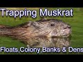 Muskrat Trapping Techniques Beginning to End. Focus on Trapping