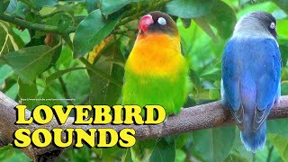 Download Lagu Lovebirds Sounds - Male and Female - Green Black, Brown Masked \u0026 Blue Personata MP3
