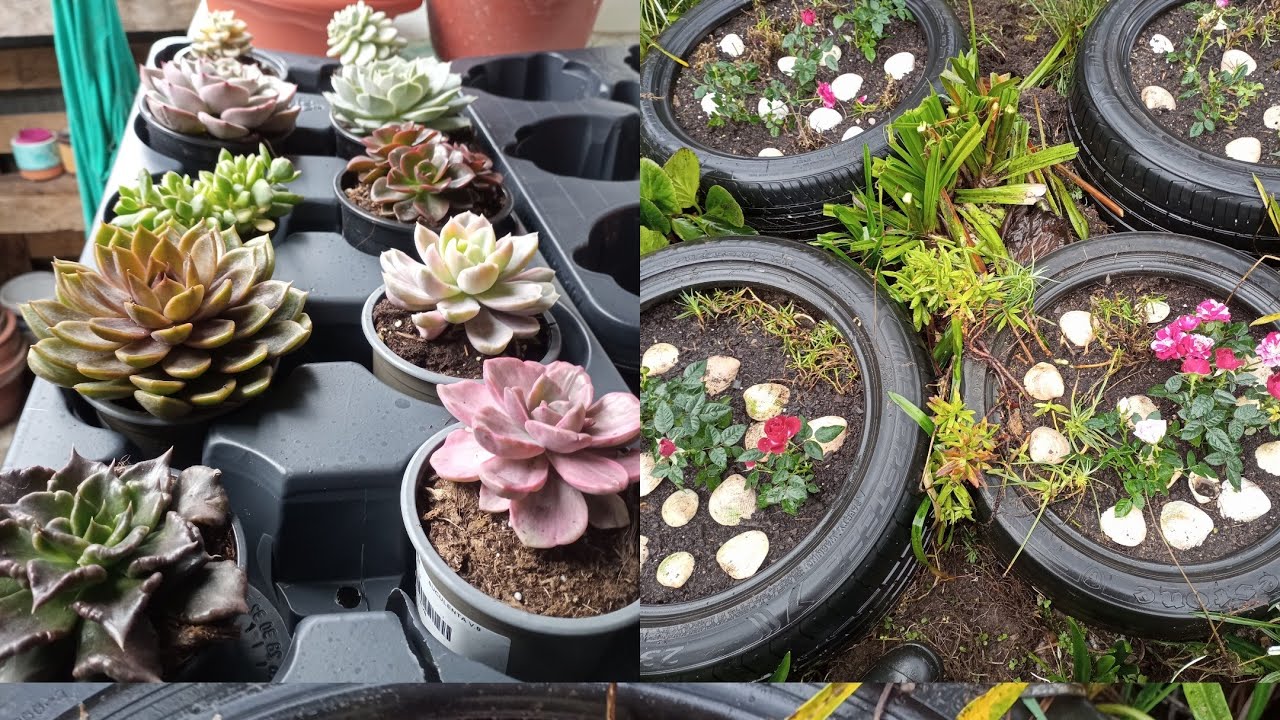 Semiei hortícolas e novas suculentas para a coleção 🇵🇹