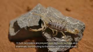 Scorpions Natures Ancient Predators Explained in Incredible Detail Net Worth