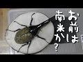 【超デカイ】DHヘラクレスをデジタルノギス使って計測し満足する【中南米の凄い奴】【OAKS血統】【T-117】【D.D.Aヘラノギス】 【お前は南米か？】