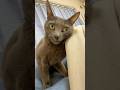 ママの袖が気になりすぎる猫たちw #shorts
