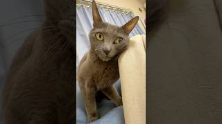 ママの袖が気になりすぎる猫たちw #shorts