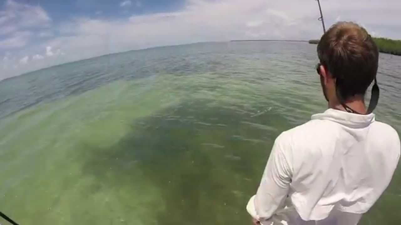 Lemon Shark fishing Florida Keys - YouTube