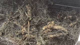 Herbal Medicine Washing Machine Leafy Vegetables Herbs Processing Cleaning Line