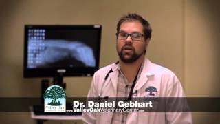 Valley Oak Veterinary Center Pet Tips: Rattlesnakes