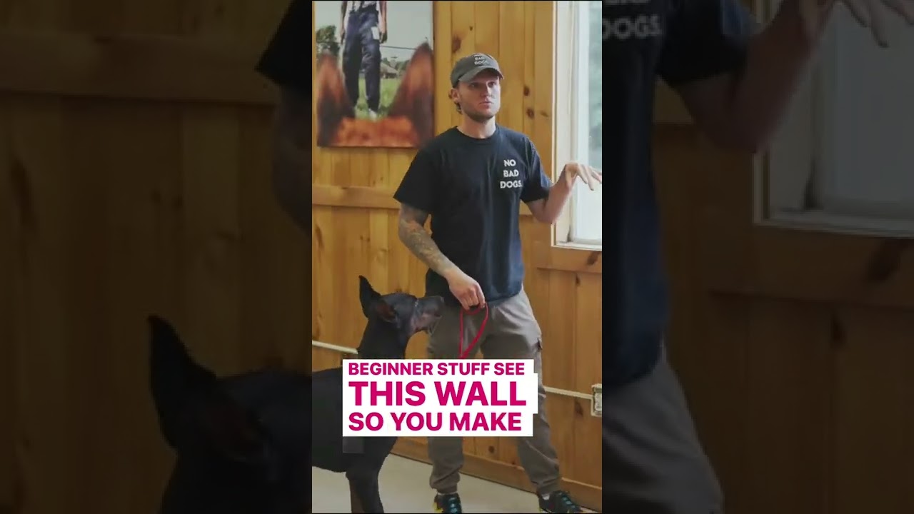 Teach ANY dog to sit perfectly with this trick! 