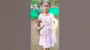 python 🐍 Bllpython Royal python viral video #shortsfeed #viral #trending #youtubeshorts please 👍🧎🐍📸