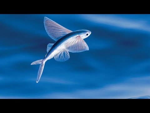 Летающая рыба: невероятно, у нее даже есть крылья!