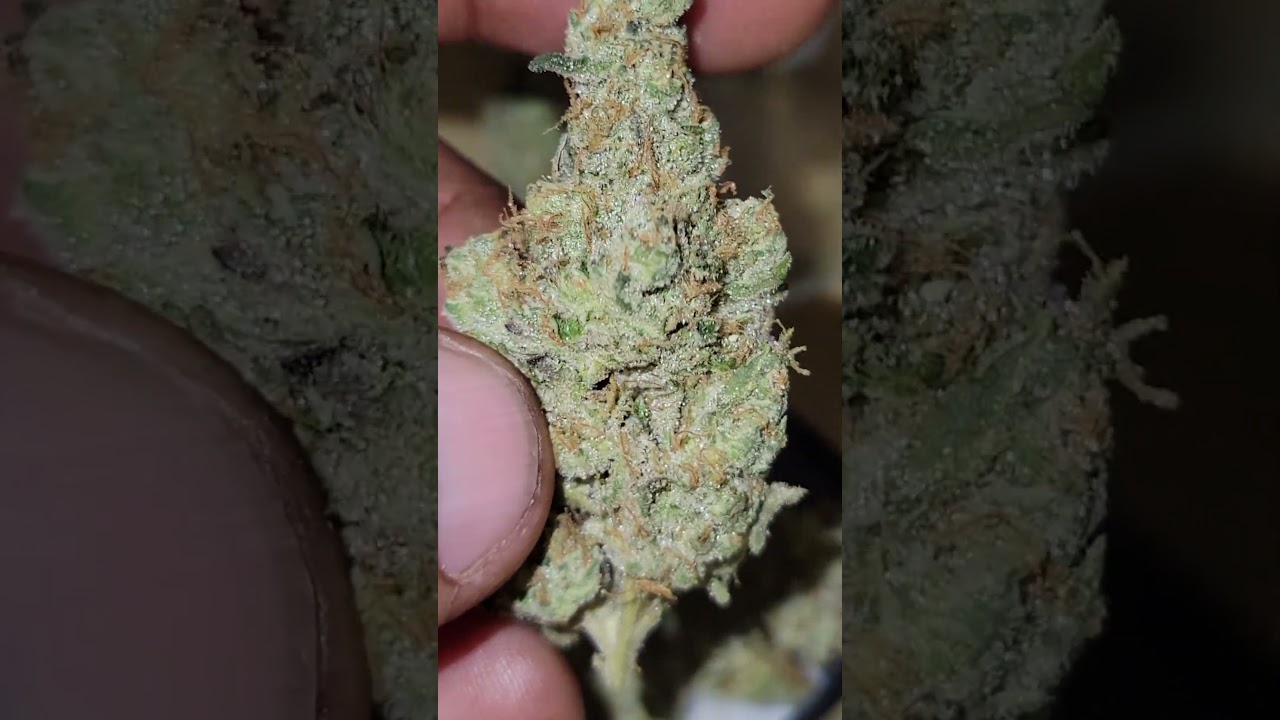 GMO (cookies x chemdawg) cultivated by UpNorth