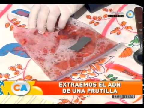 Preview de Extracción de ADN de una frutilla