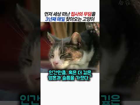 먼저 세상 떠난 집사의 무덤을 3년째 매일 찾아오는 고양이 thumbnail