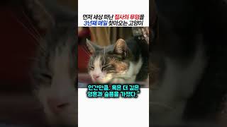 먼저 세상 떠난 집사의 무덤을 3년째 매일 찾아오는 고양이