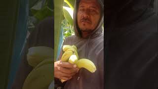 plátanos dela huerta