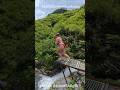 Beautiful red jump on a waterfall 🔥#travel #waterfall