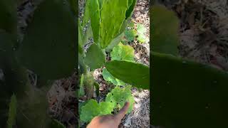 Prickly Pear