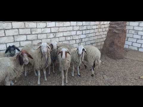عروض الاغنام البرقي الحر من مزارع مرسي محمود اليوم بسعر ممتاز الحق اشتري