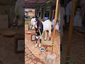 Colour Dekho Bakre Ka😍 #bakraeid #bakraeid2026 #bakraeidspecial #bakra #goats #trending #biggoats
