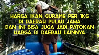 HARGA IKAN GURAME PER 1KG - #harga #gurame #1kg