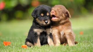 Adorable puppies with soft piano dramatic music background. screenshot 1