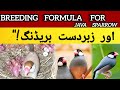 Java Finch Breeding Formula | Colony Setup, Male Female Pairing & Seed Mix