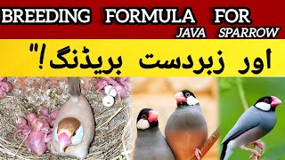 Java Finch Breeding Formula | Colony Setup, Male Female Pairing & Seed Mix