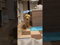 呼ぶとでちでち走ってくるのかわいい#ゴールデンレトリバー #dog #子犬 #goldenretriever #一人暮らし