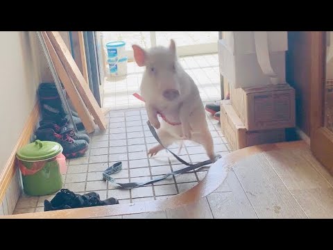 ブタと散歩に行きましょう！と思ったら地獄と化しました…-Pig and Human scream-