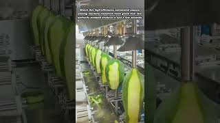 High Speed Industrial Automatic Papaya Peeling Machine Technology Showcase