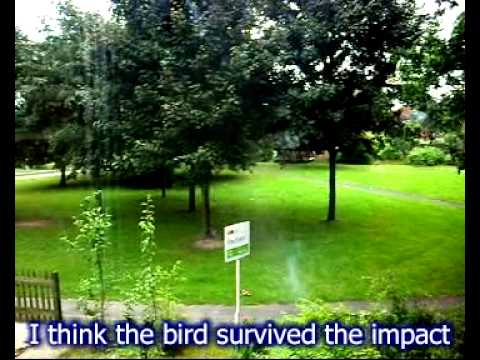 Things That Go Bump In The Night - A Pigeon Auto-Ornitho-Vitrograph