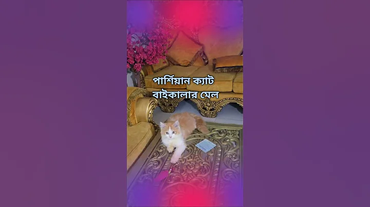 Video 10926771: exotic persian cat, color persian cat, persian cat male