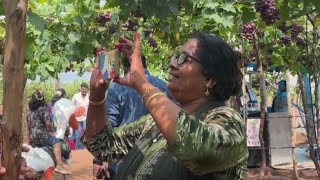 മുന്തിരി തോട്ടത്തിലേക്ക് ഒരു യാത്ര | അച്ചി കിച്ചൻ |