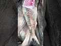 E#fish #reels #shorts #digha #ilish
